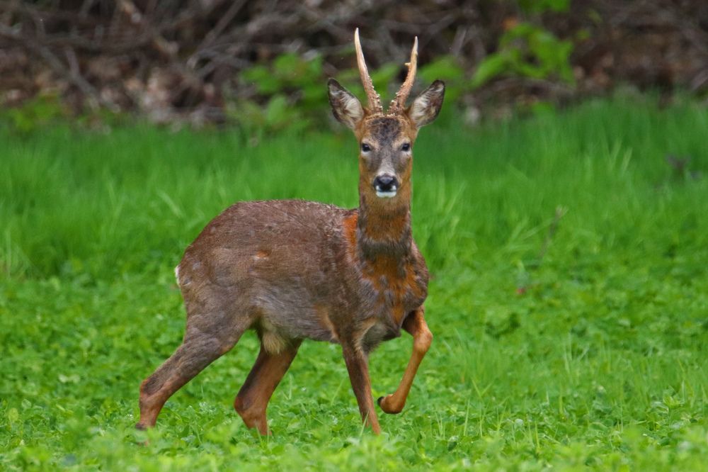 Roe Deer, Pays-de-la-Loire, France