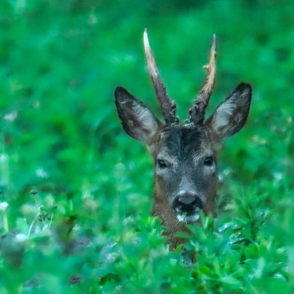 Roe Deer, Pays-de-la-Loire, France