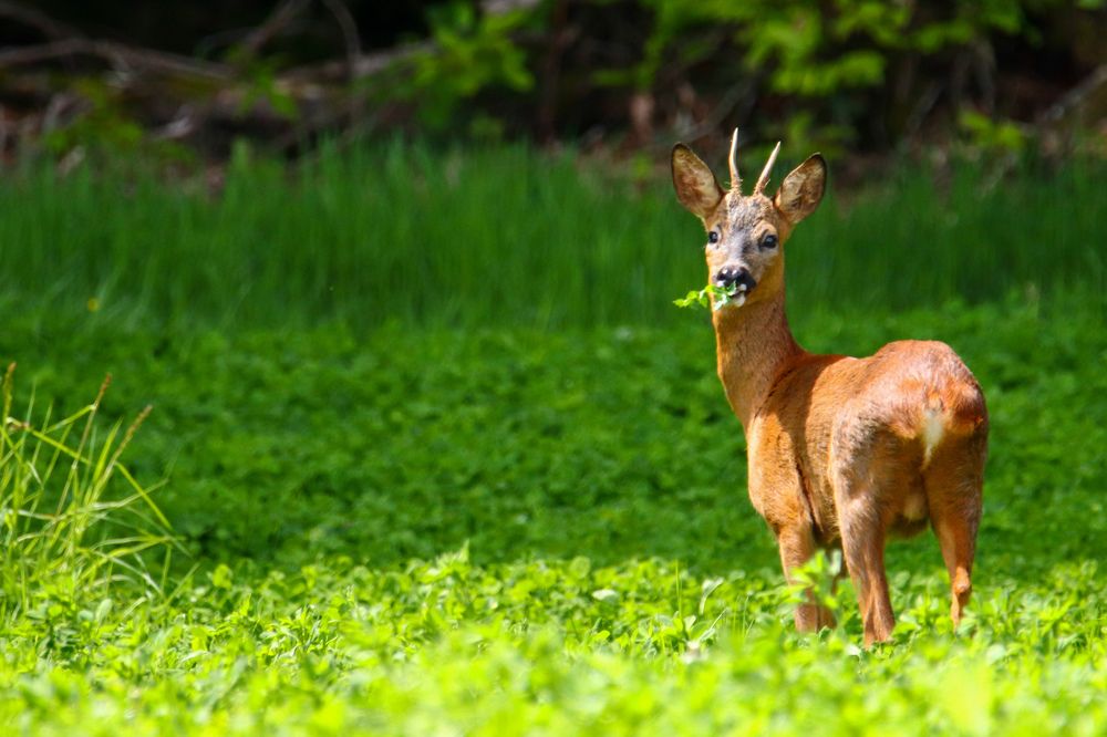 Roe Deer, Pays-de-la-Loire, France