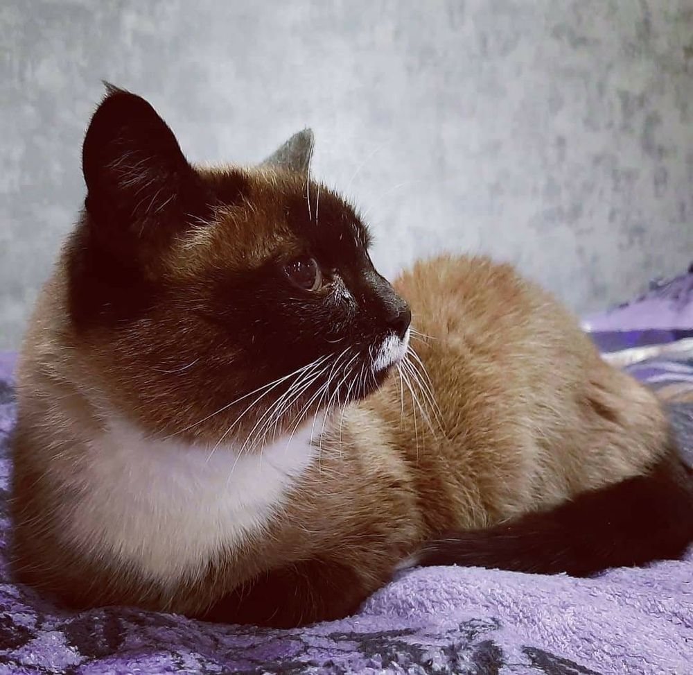 Фотография автора Мария Коледа