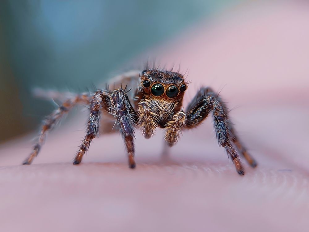 Cute Spider