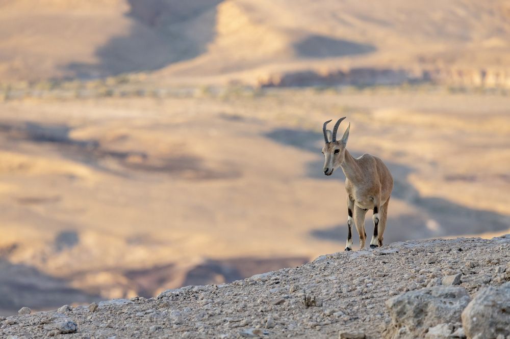 Фотография автора Nikolay Tatarchuk