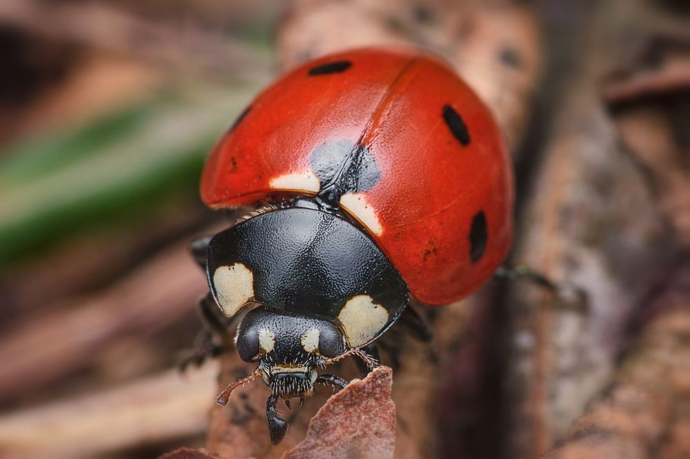 Photograph by Сергей Алтуфьев