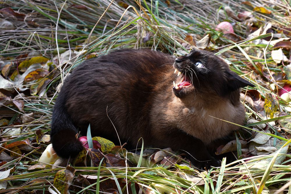 Фотография автора Варвара Сосновская