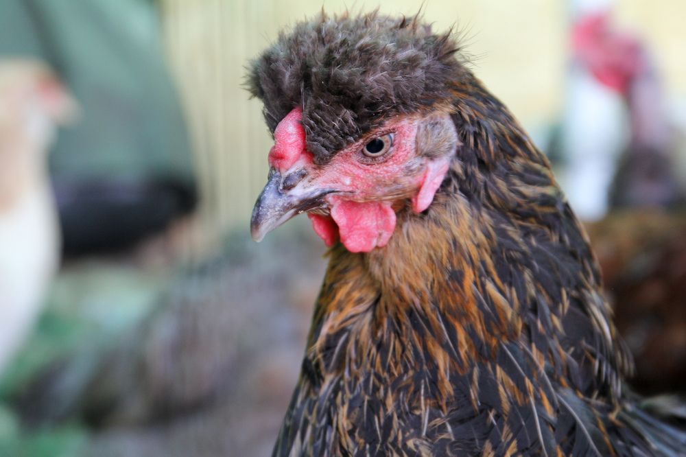 Photograph by Наталья Рябоконенко