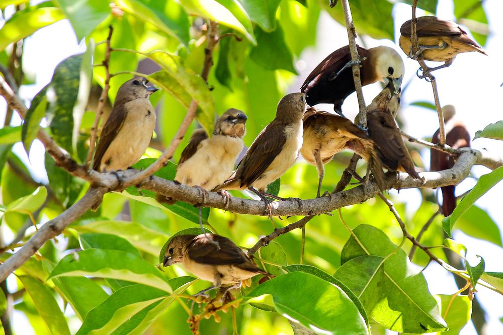 The mother bird is feeding the child