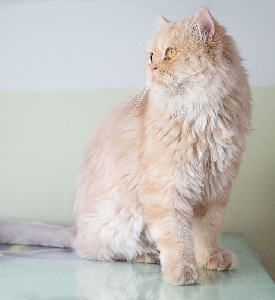 Photograph by Shayan Amiri