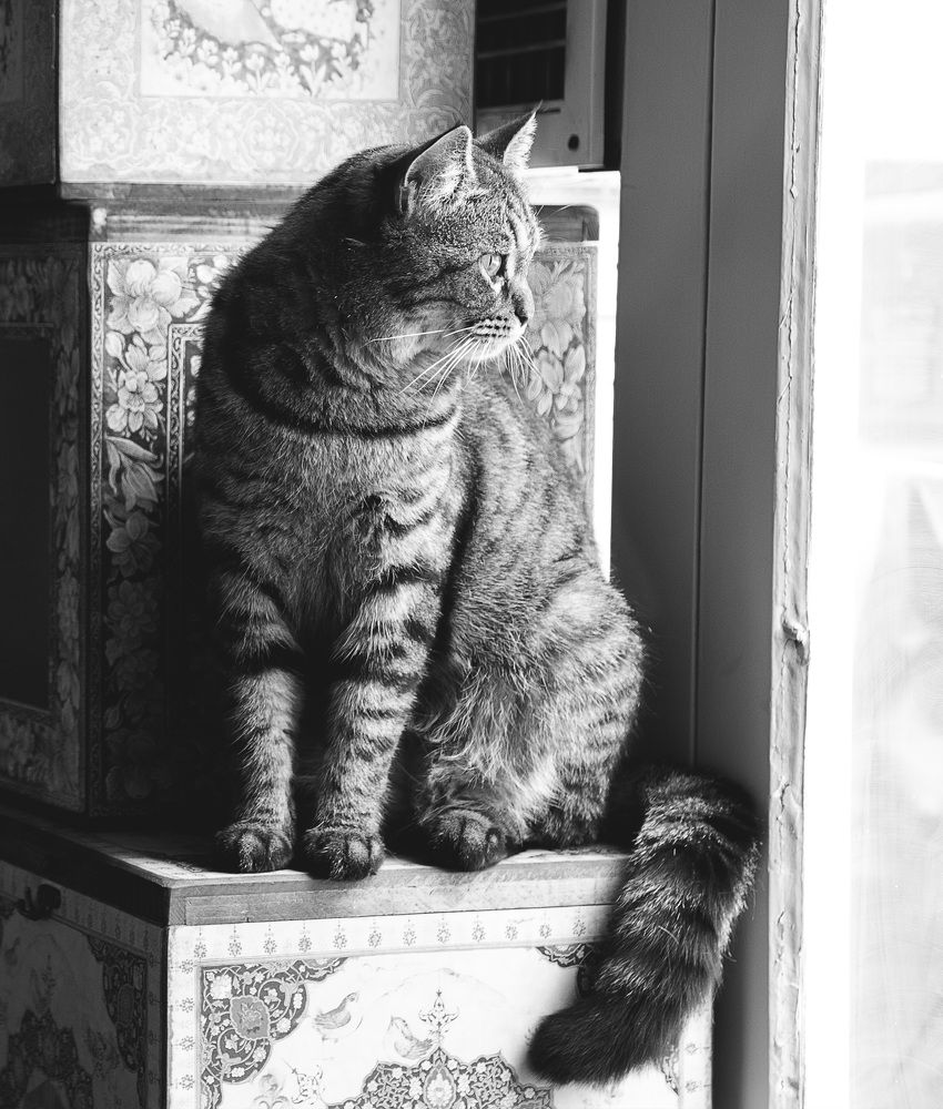 Photograph by Shayan Amiri