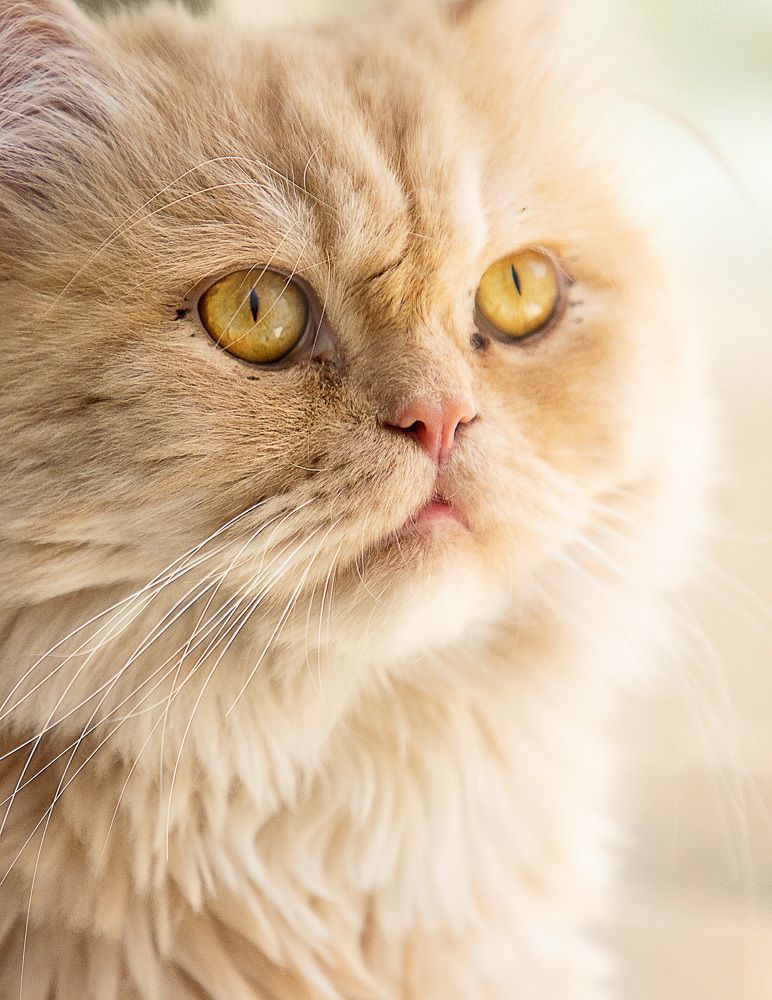 Photograph by Shayan Amiri