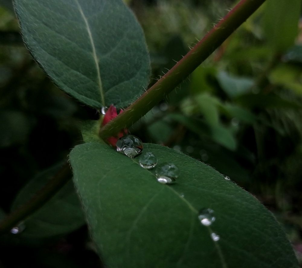 Жимолость после дождя.