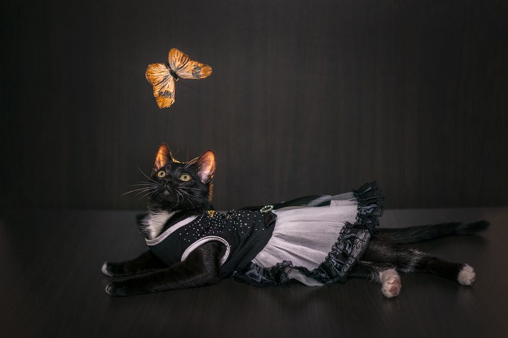 Маленькая модница