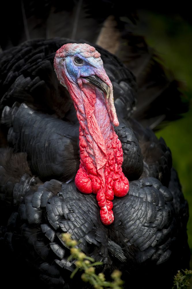 Photograph by Jahangir Alam Onuchcha