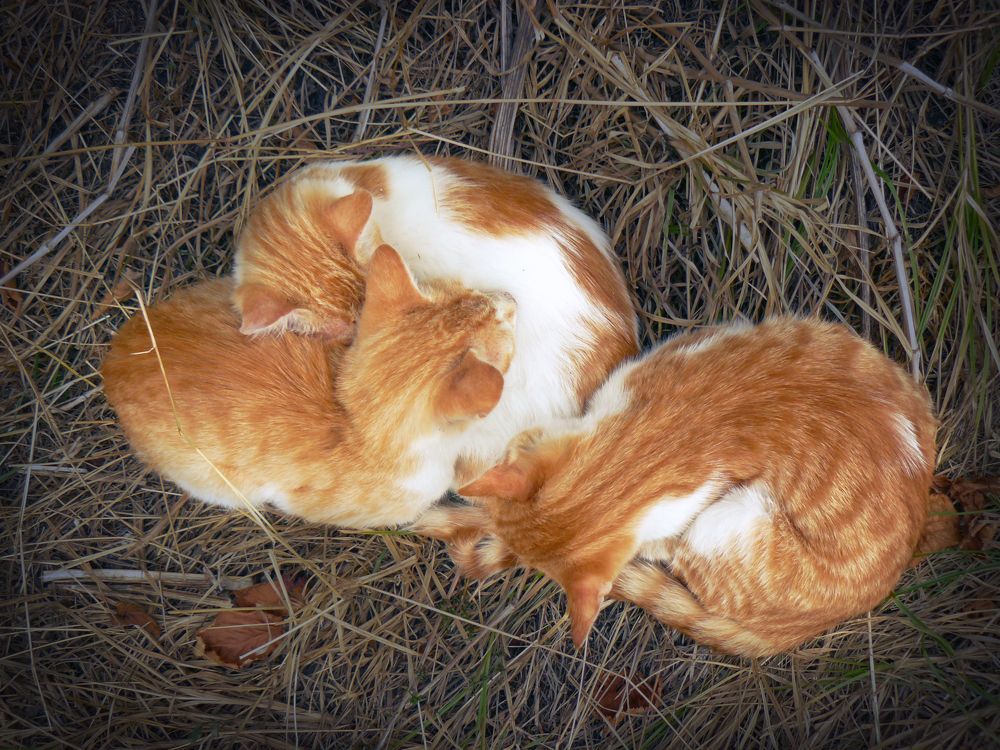 Red cats swirl
