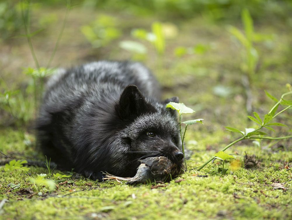 Лисья охота