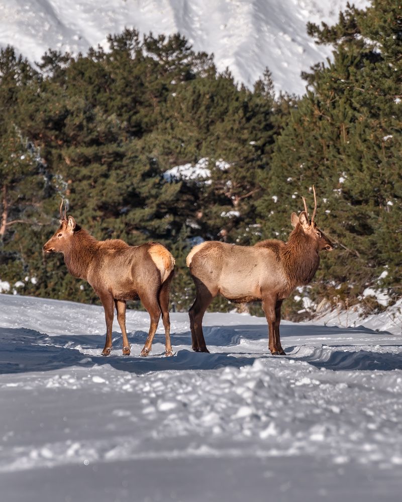 Спина к спине