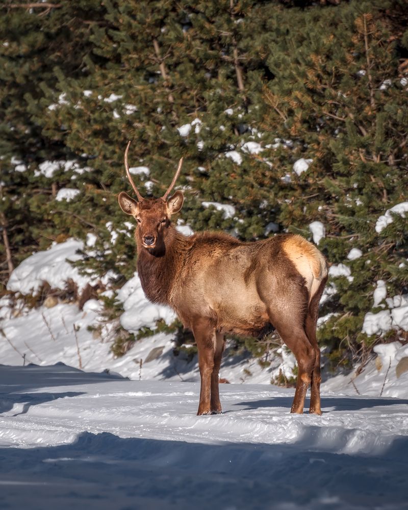 Молодой, а благородный