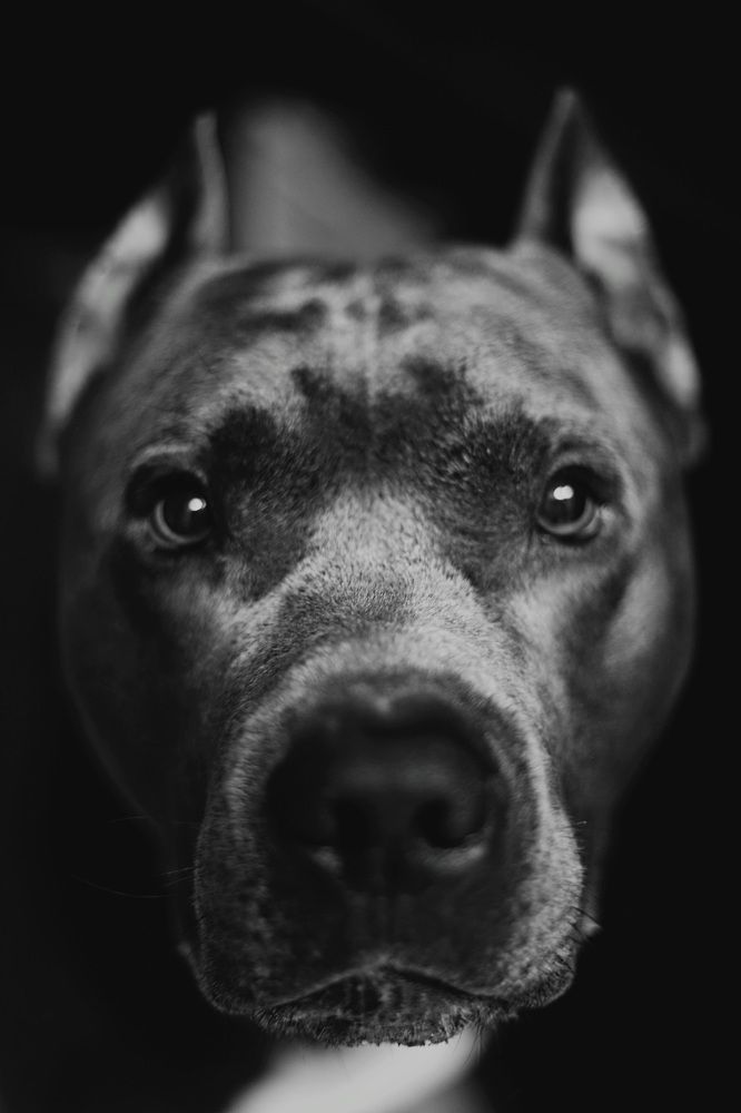 Staffy life