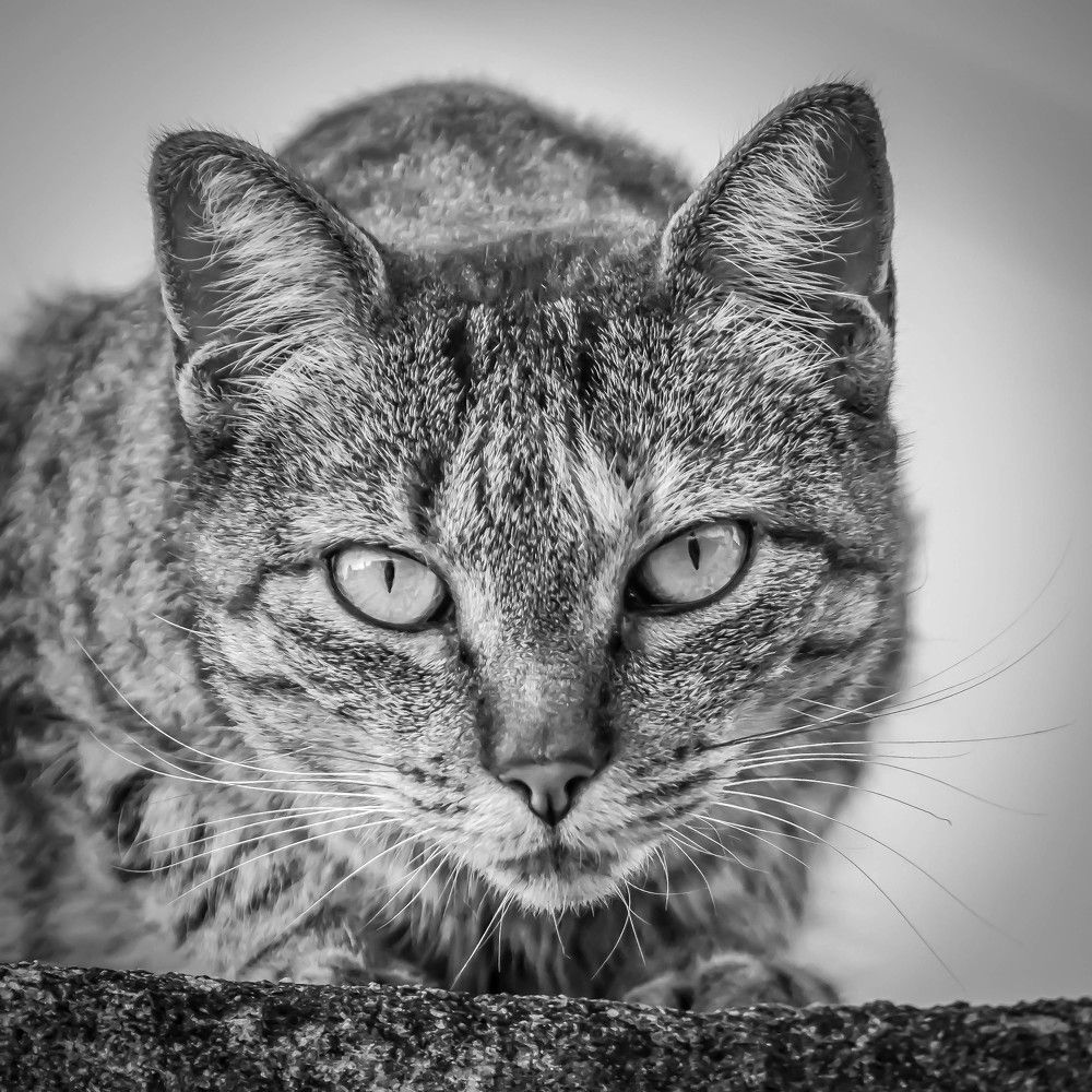 Photograph by Karina Elena Bergagna