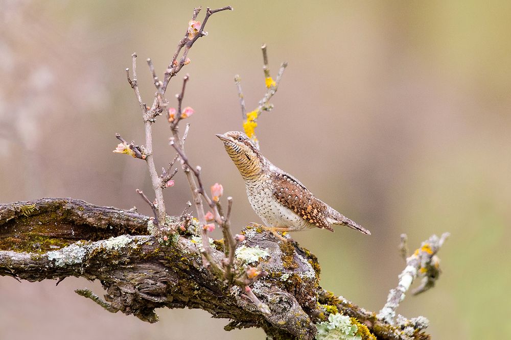 Northern wryneck