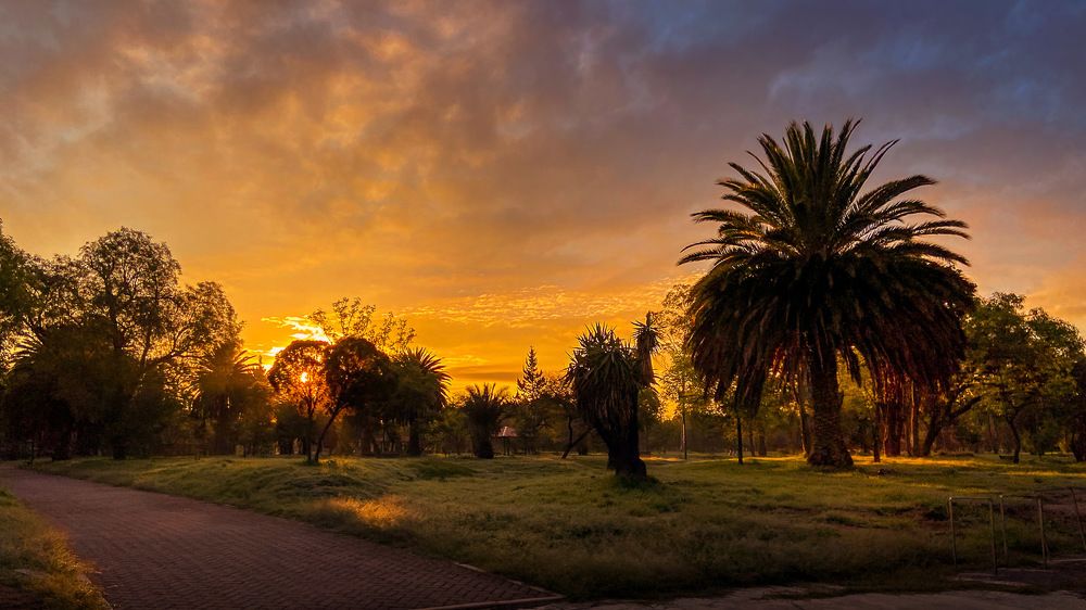 A morning walk in the woods