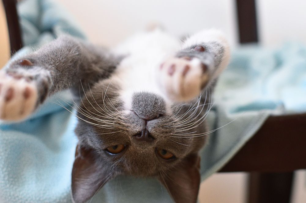 Photograph by Антон Шаркас