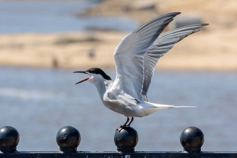 Photograph by Виктор Чернюк