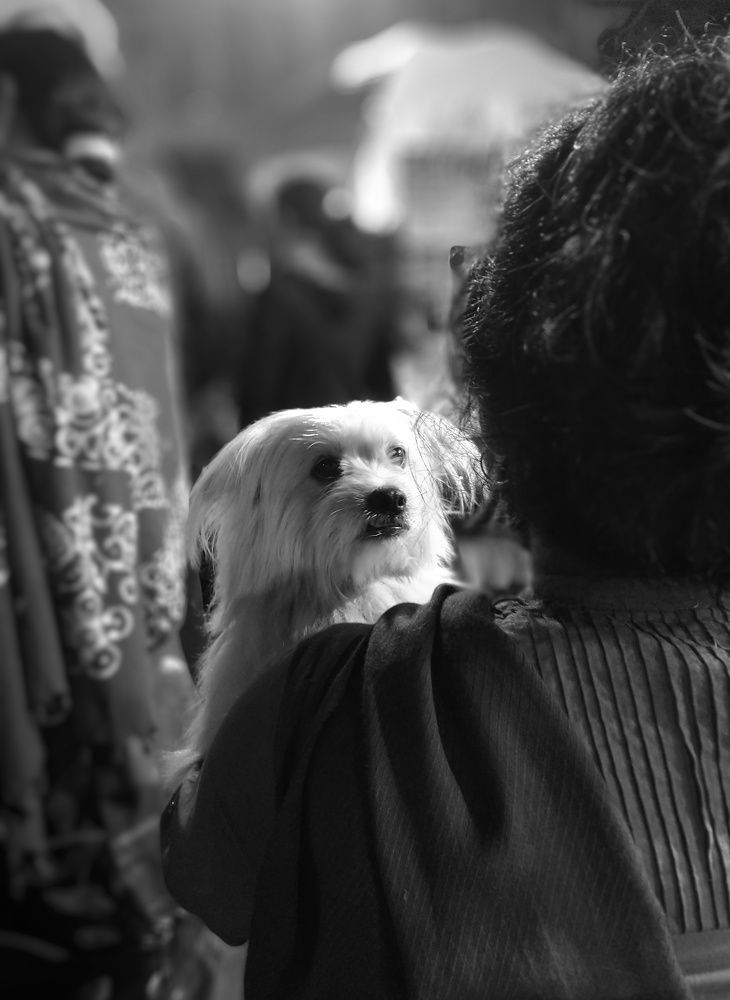Photo #6124733