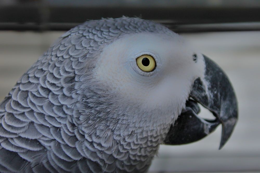 Photograph by Francisco Ferreira