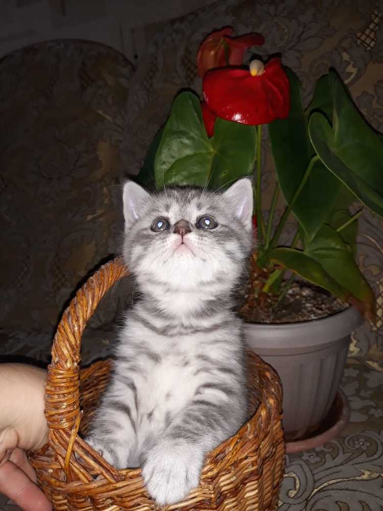 Photograph by Валентина Кимкина