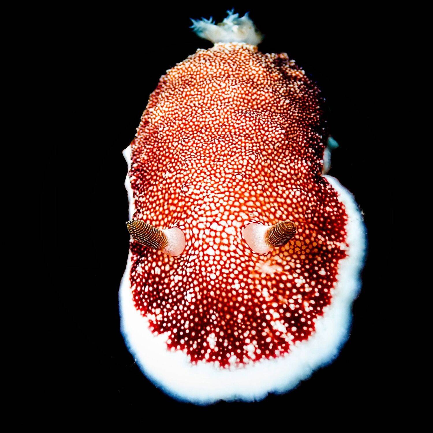 Nudibranch