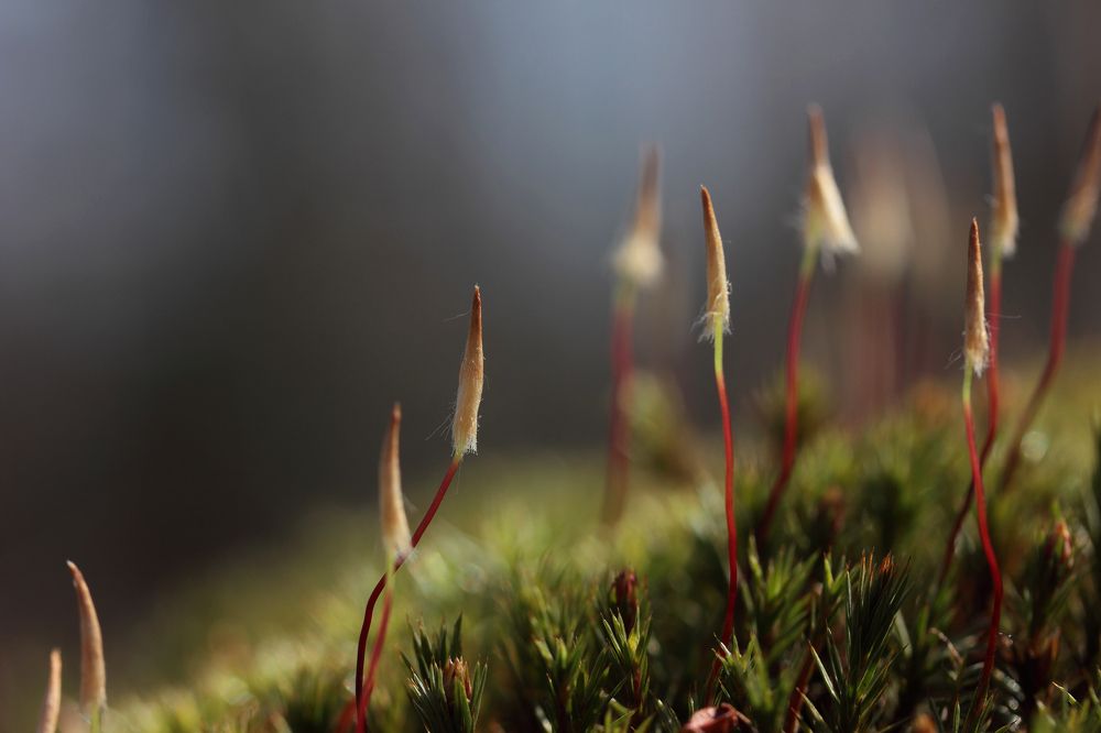 Photograph by Светлана Смирнова