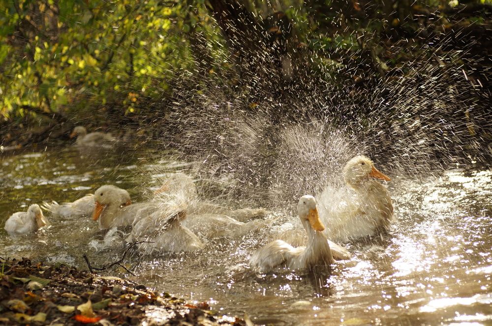 Photograph by Ирина Бондаренко