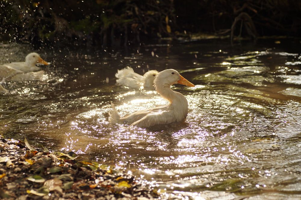Photograph by Ирина Бондаренко