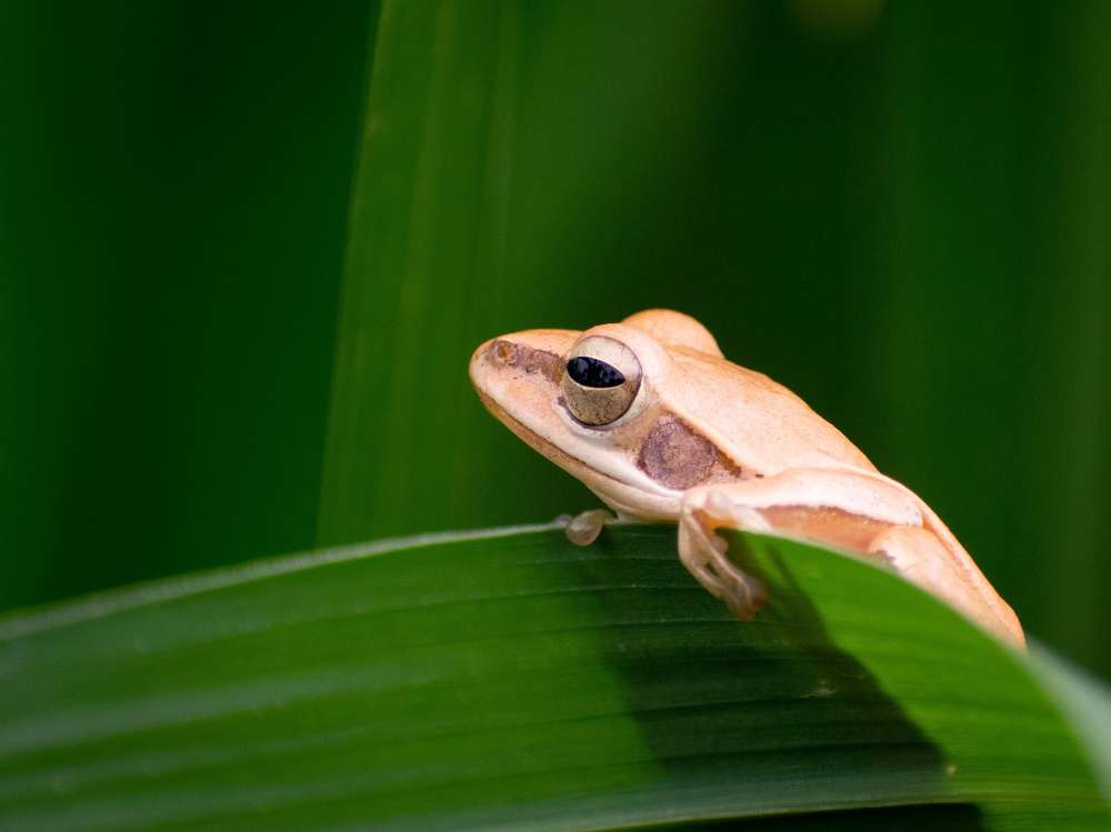 Tree frog