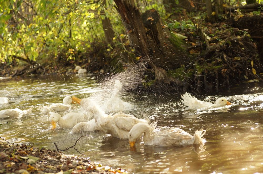 Photograph by Ирина Бондаренко