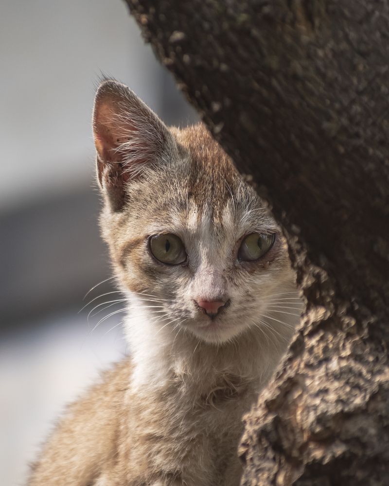 From behind the tree.