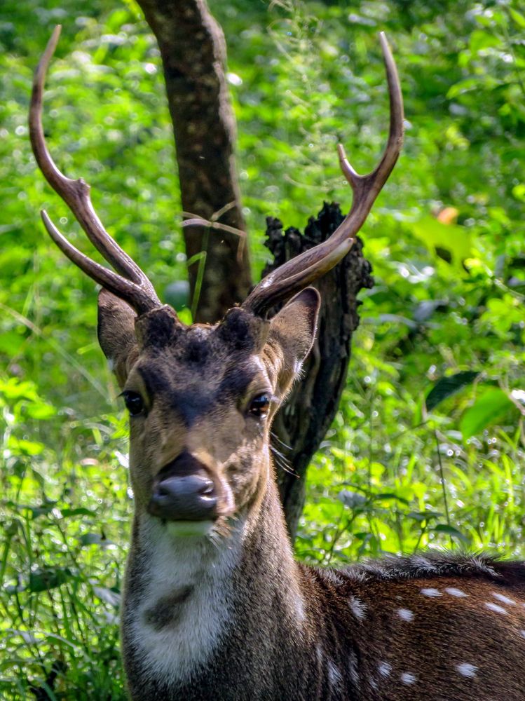 Photograph by Susmita Paul