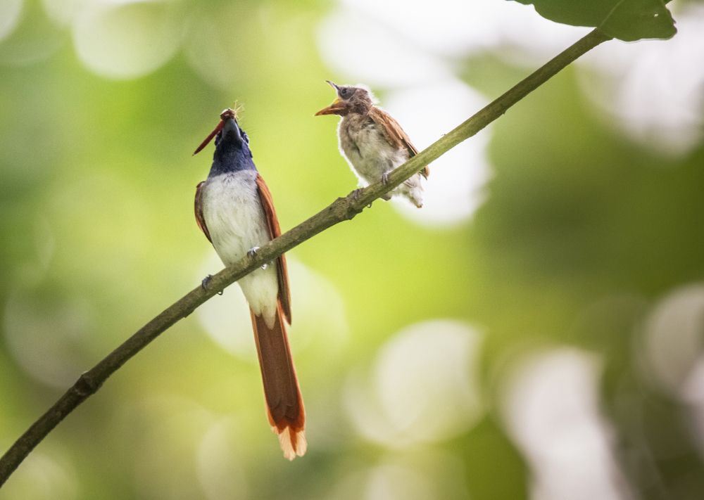 Photograph by Sayantan Banerjee