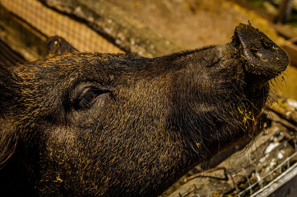 Photograph by Игорь Сидун