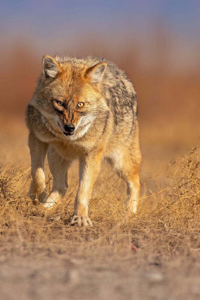 Photograph by Ehsan Ardakanian