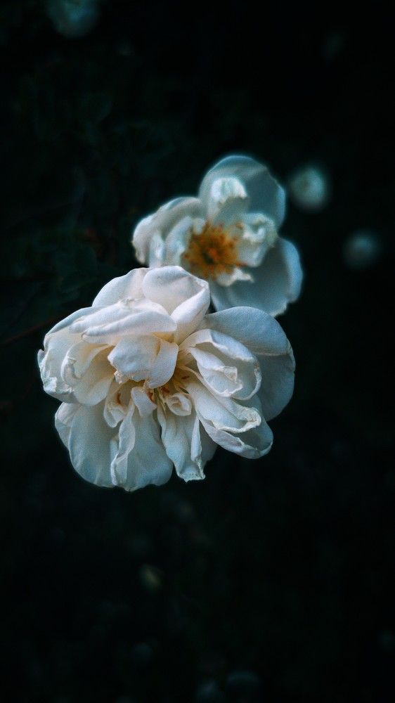 Photograph by Светлана