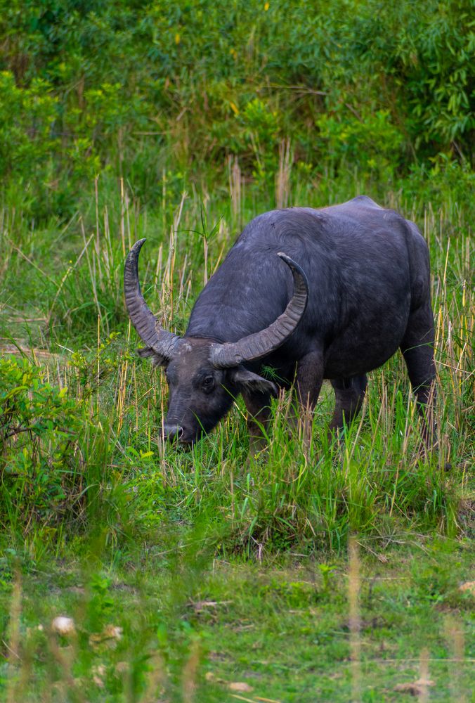 Photograph by Vivek Gogoi