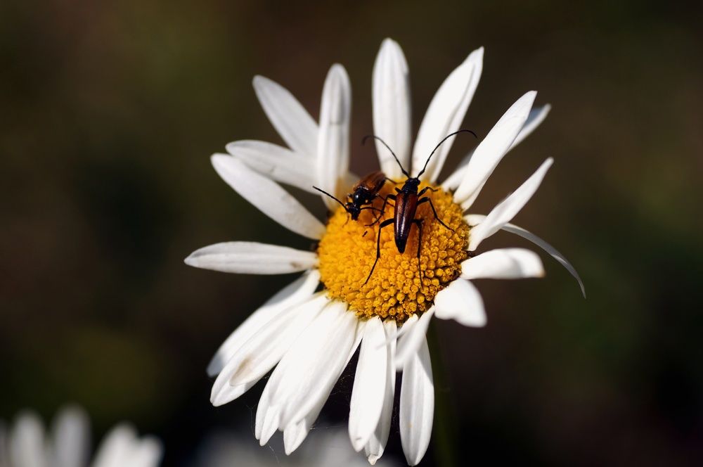Photograph by Ирина Бондаренко