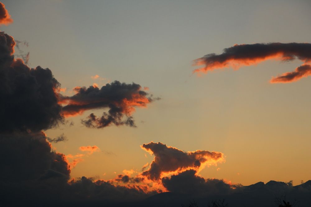 Дельфин заката