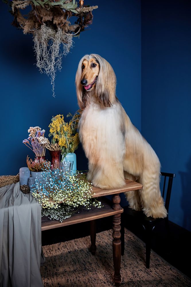 Аристократ