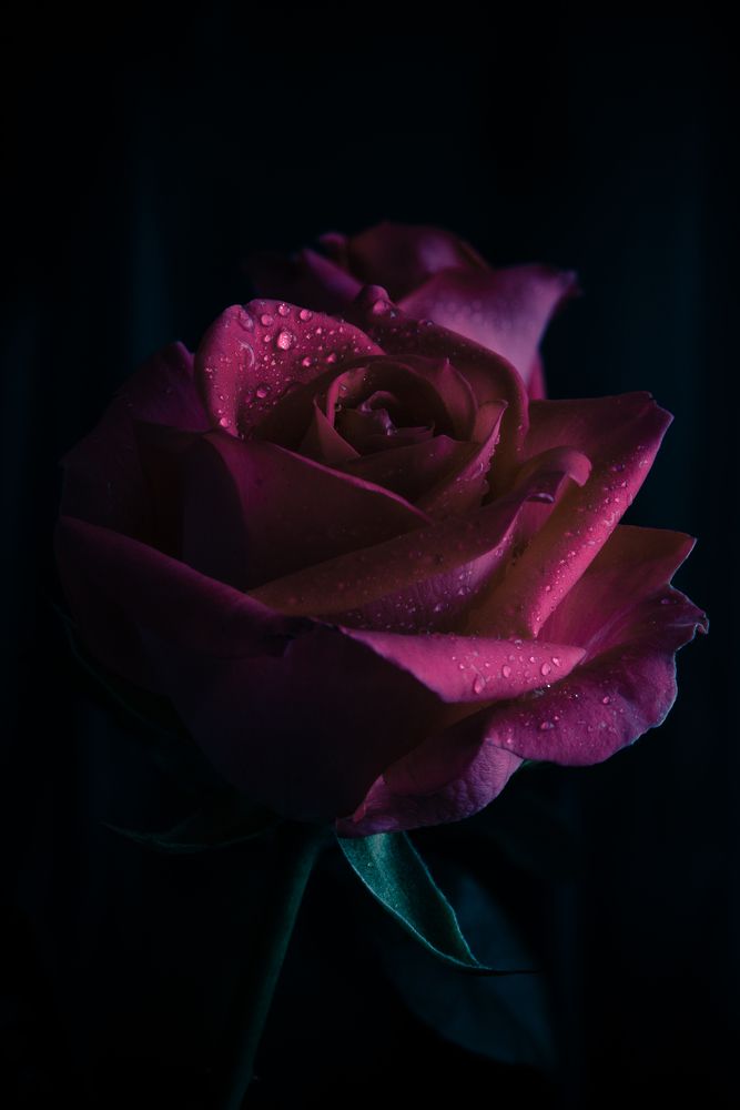 Майская роза