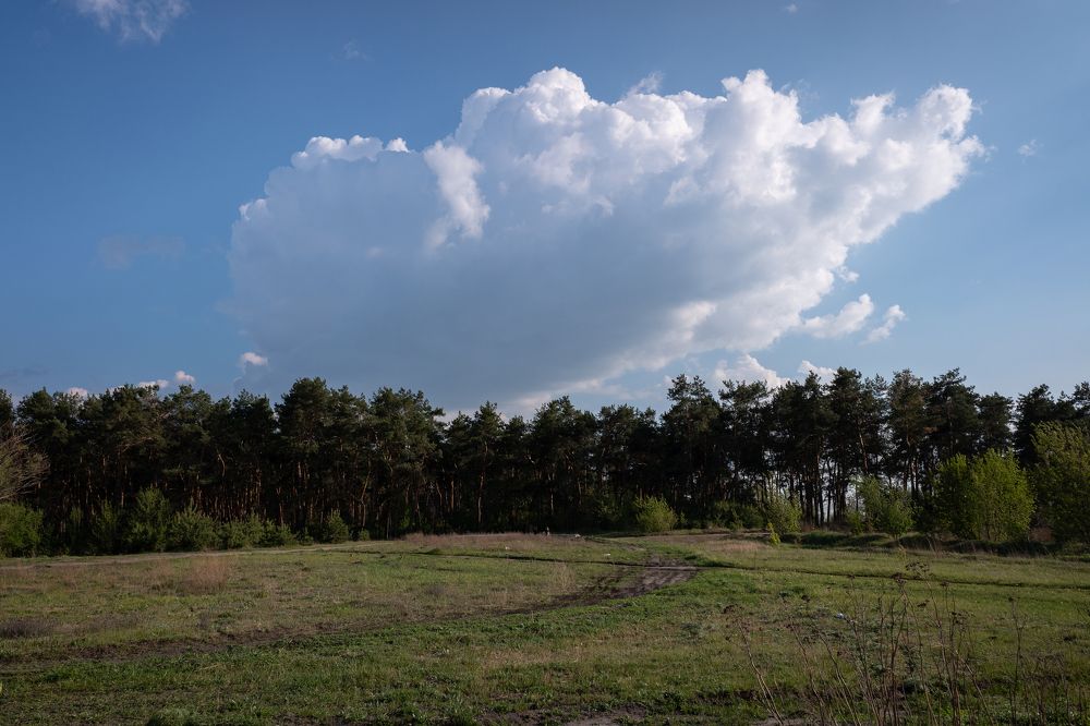 Белая птица