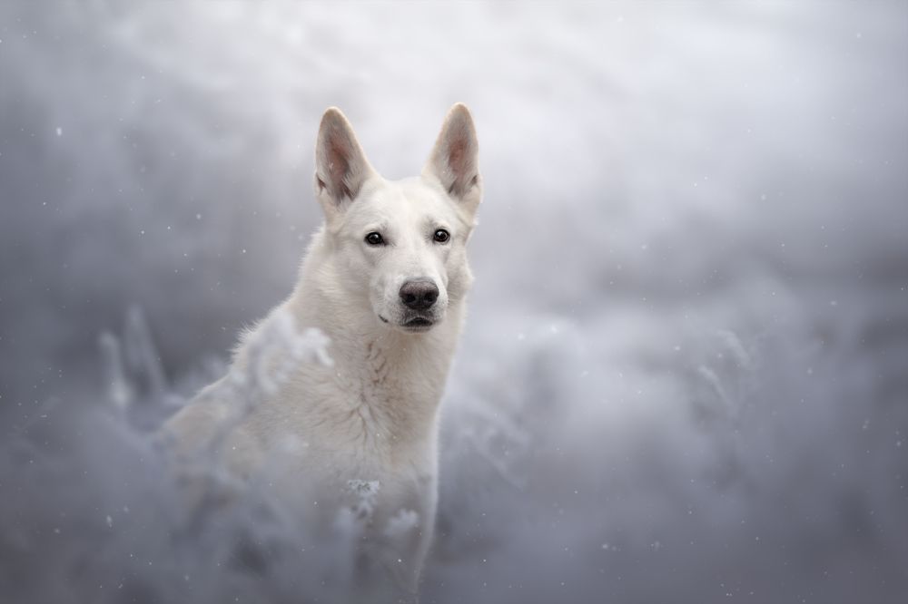 Photograph by Ve Shandor