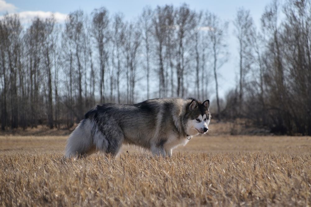 Серенький волчок