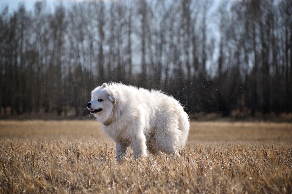 Самоед после купания